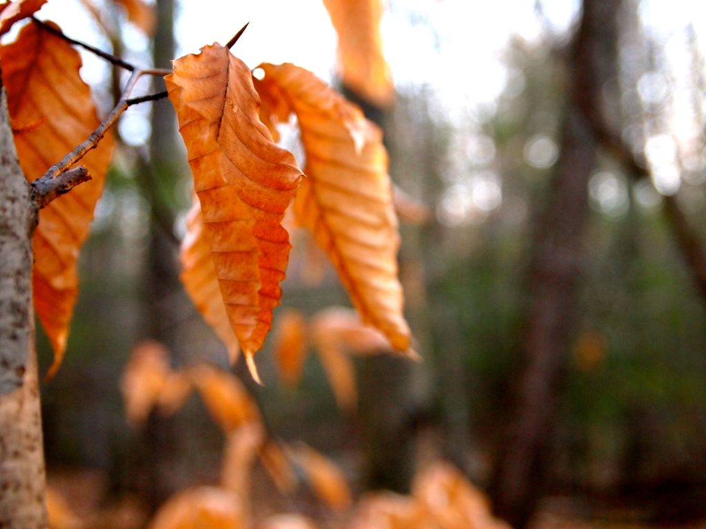 Leaves