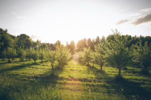 Plum Village Spring