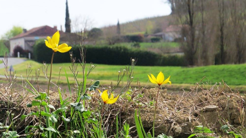 5-Year Monastic Programme Description
